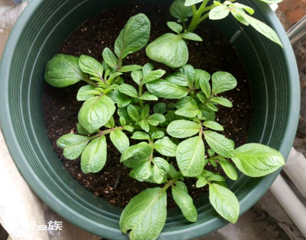 耐阴的蔬菜有哪些(可以在家里种的5种耐阴蔬菜品种)-图片6